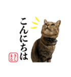 KIJIMARU スタンプ Part4_改訂（個別スタンプ：4）
