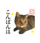KIJIMARU スタンプ Part4_改訂（個別スタンプ：5）