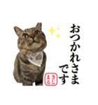 KIJIMARU スタンプ Part4_改訂（個別スタンプ：7）