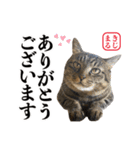 KIJIMARU スタンプ Part4_改訂（個別スタンプ：8）