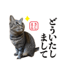 KIJIMARU スタンプ Part4_改訂（個別スタンプ：9）