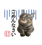 KIJIMARU スタンプ Part4_改訂（個別スタンプ：21）