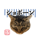 KIJIMARU スタンプ Part4_改訂（個別スタンプ：24）