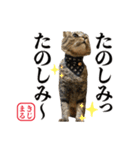 KIJIMARU スタンプ Part4_改訂（個別スタンプ：29）