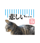 KIJIMARU スタンプ Part4_改訂（個別スタンプ：30）