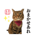 KIJIMARU スタンプ Part4_改訂（個別スタンプ：31）