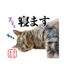 KIJIMARU スタンプ Part4_改訂（個別スタンプ：36）