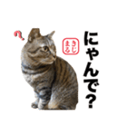 KIJIMARU スタンプ Part4_改訂（個別スタンプ：37）