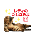KIJIMARU スタンプ Part4_改訂（個別スタンプ：40）