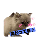 よぞかけ（個別スタンプ：4）