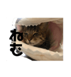てと1（個別スタンプ：6）