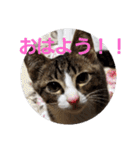 ぺぺのすたんぷ二号（個別スタンプ：1）