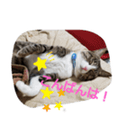 ぺぺのすたんぷ二号（個別スタンプ：3）