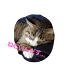 ぺぺのすたんぷ二号（個別スタンプ：9）