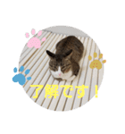 ぺぺのすたんぷ二号（個別スタンプ：11）