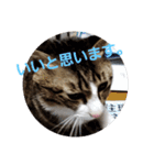 ぺぺのすたんぷ二号（個別スタンプ：13）