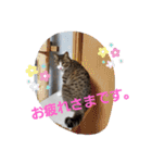 ぺぺのすたんぷ二号（個別スタンプ：15）