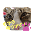ぺぺのすたんぷ二号（個別スタンプ：16）