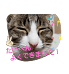 ぺぺのすたんぷ二号（個別スタンプ：17）