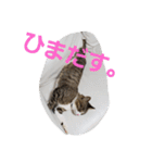 ぺぺのすたんぷ二号（個別スタンプ：21）