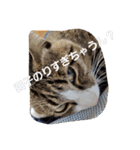 ぺぺのすたんぷ二号（個別スタンプ：25）