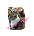ぺぺのすたんぷ二号（個別スタンプ：26）