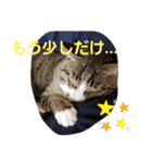 ぺぺのすたんぷ二号（個別スタンプ：27）