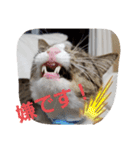 ぺぺのすたんぷ二号（個別スタンプ：31）