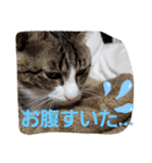 ぺぺのすたんぷ二号（個別スタンプ：32）