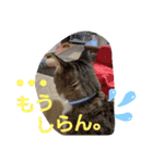 ぺぺのすたんぷ二号（個別スタンプ：34）