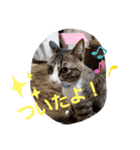 ぺぺのすたんぷ二号（個別スタンプ：36）