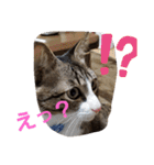 ぺぺのすたんぷ二号（個別スタンプ：37）