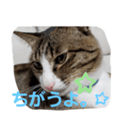 ぺぺのすたんぷ二号（個別スタンプ：39）