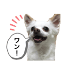 なにか言いたそうな犬（個別スタンプ：1）