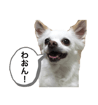 なにか言いたそうな犬（個別スタンプ：2）