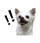 なにか言いたそうな犬（個別スタンプ：3）