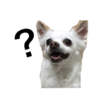 なにか言いたそうな犬（個別スタンプ：4）