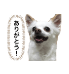 なにか言いたそうな犬（個別スタンプ：5）