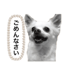 なにか言いたそうな犬（個別スタンプ：6）