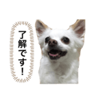 なにか言いたそうな犬（個別スタンプ：7）
