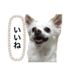 なにか言いたそうな犬（個別スタンプ：8）