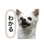 なにか言いたそうな犬（個別スタンプ：9）