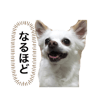 なにか言いたそうな犬（個別スタンプ：10）