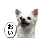 なにか言いたそうな犬（個別スタンプ：11）