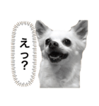 なにか言いたそうな犬（個別スタンプ：12）