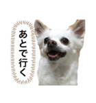 なにか言いたそうな犬（個別スタンプ：14）