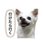 なにか言いたそうな犬（個別スタンプ：15）