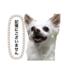 なにか言いたそうな犬（個別スタンプ：18）