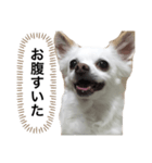なにか言いたそうな犬（個別スタンプ：19）