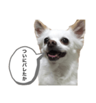 なにか言いたそうな犬（個別スタンプ：20）